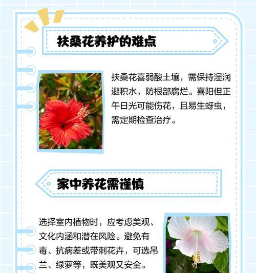 扶桑叶子为何蔫？（如何处理扶桑叶子蔫的问题）