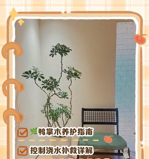 扶桑叶子为何蔫？（如何处理扶桑叶子蔫的问题）