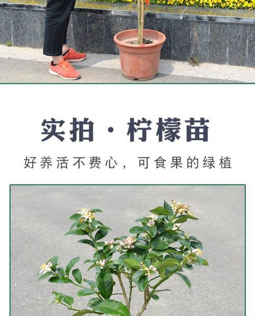柠檬的生长过程（探秘柠檬的成长之路，了解柠檬种植的详细过程。）