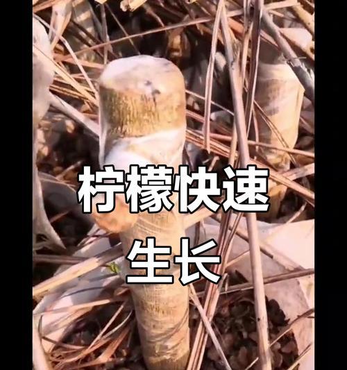 柠檬的生长过程（探秘柠檬的成长之路，了解柠檬种植的详细过程。）