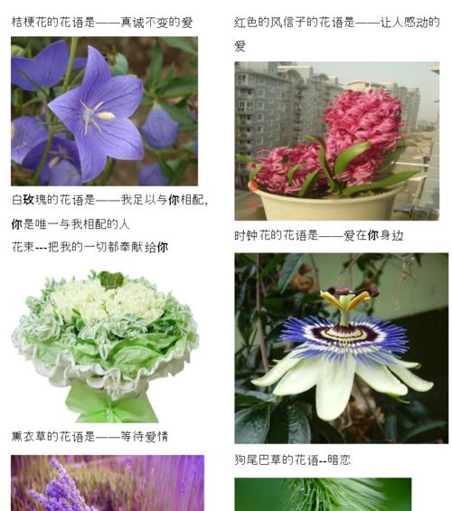 黄金小神童兰花的养护与管理（打造美丽兰花花园的必备技巧）