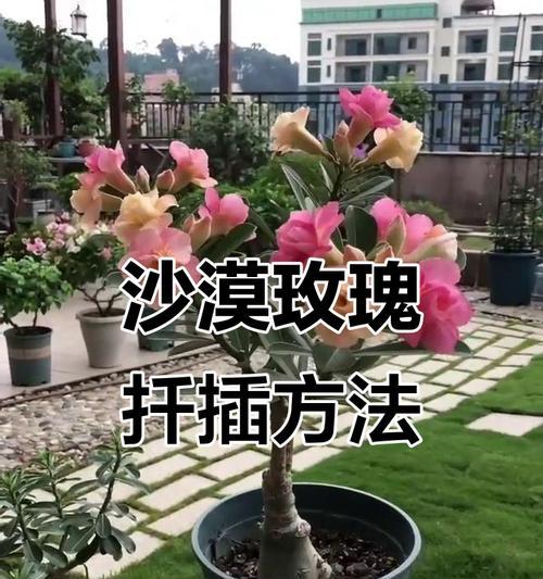 山地玫瑰的繁殖与注意事项（掌握方法，做好注意事项，让你的山地玫瑰快速繁衍！）