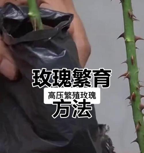 山地玫瑰的繁殖与注意事项（掌握方法，做好注意事项，让你的山地玫瑰快速繁衍！）