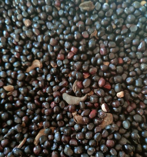 牡丹花的籽可以种吗？（探究牡丹花籽的种植方法及注意事项）