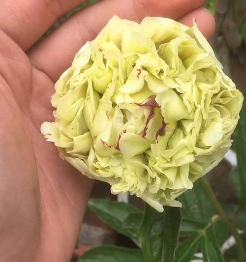 牡丹花的籽可以种吗？（探究牡丹花籽的种植方法及注意事项）