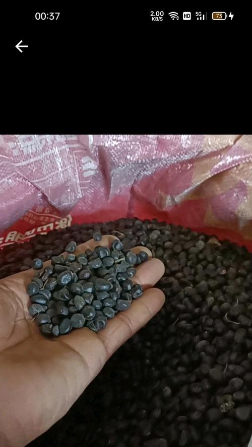牡丹花的籽可以种吗？（探究牡丹花籽的种植方法及注意事项）