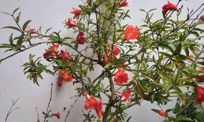 石榴开花结果时间解析（探究石榴果树开花结果的因素和规律）
