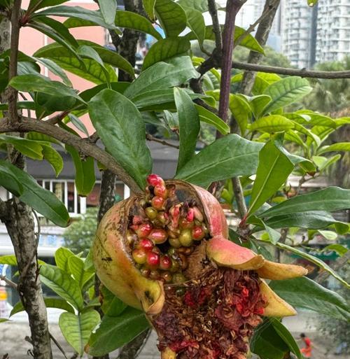 石榴开花结果时间解析（探究石榴果树开花结果的因素和规律）