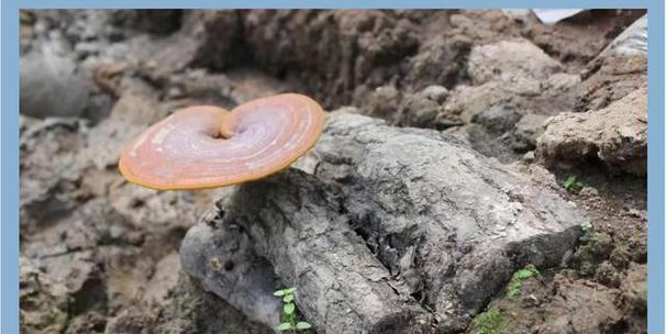 灵芝——中华文化的象征（传承千年的药食同源之道）