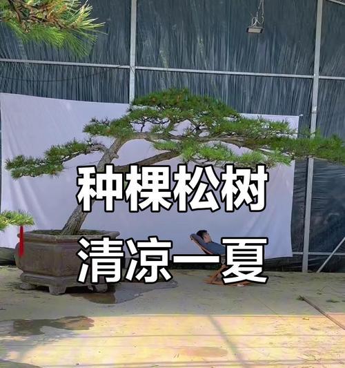 院子里可以种植的松树品种和种植技巧（了解种植松树的注意事项，让院子里的景观更具美感）