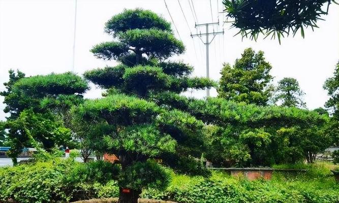 院子里可以种植的松树品种和种植技巧（了解种植松树的注意事项，让院子里的景观更具美感）