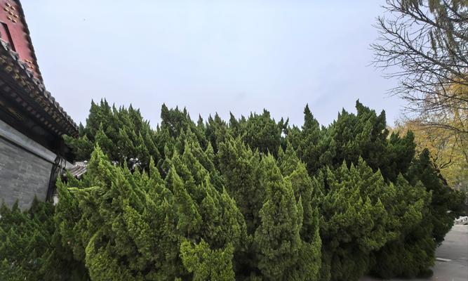 院子里可以种植的松树品种和种植技巧（了解种植松树的注意事项，让院子里的景观更具美感）
