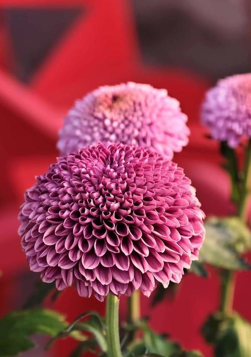 红色菊花花语的深刻含义（探究红色菊花的意义和象征意味）