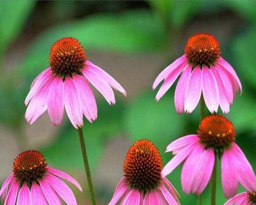 松果菊的花期全解析（揭秘松果菊花期，为你的园艺带来无限精彩）