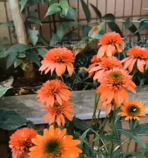 松果菊的花期全解析（揭秘松果菊花期，为你的园艺带来无限精彩）