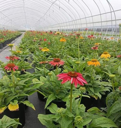 松果菊的花期全解析（揭秘松果菊花期，为你的园艺带来无限精彩）