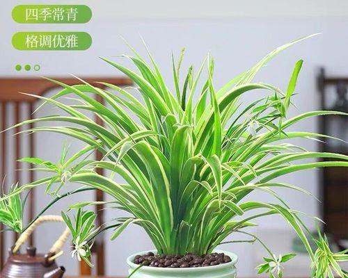 吊兰室内摆放指南（打造健康舒适的室内空气环境，选择吊兰是最佳选择）