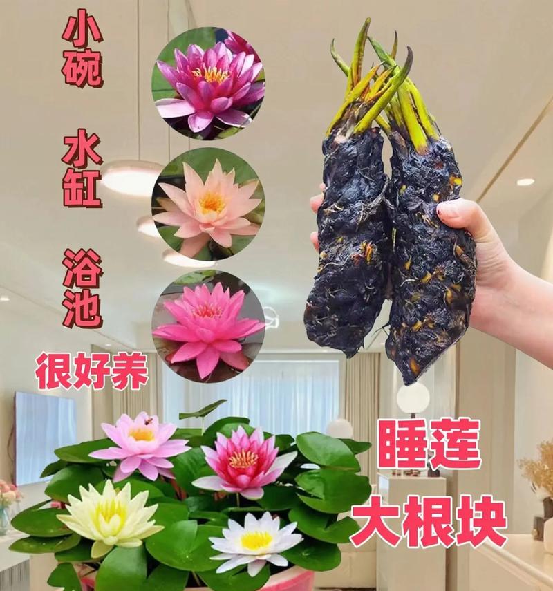 室内睡莲养殖技巧（了解睡莲的特性，让它在家中开出美丽的花朵）