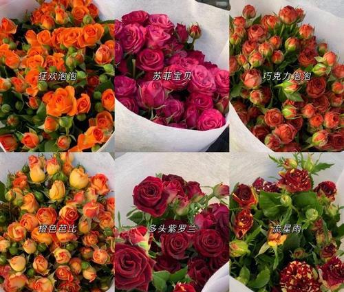 揭秘龙眼采摘的时间与收获季节（掌握正确的龙眼采摘时间，丰收更易得）