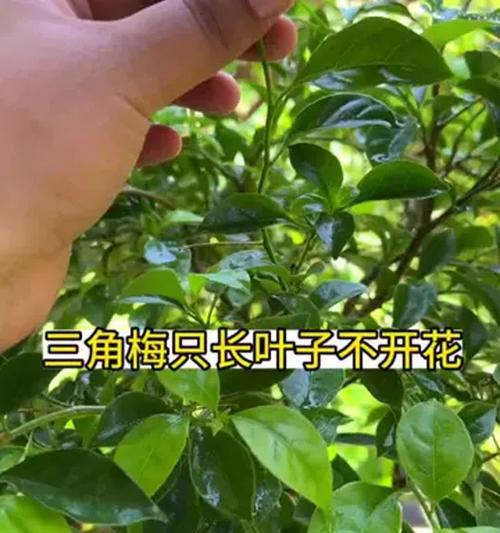 三角梅的家庭养法（轻松护理，让你的三角梅更美丽）