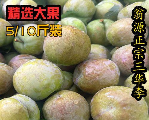 探秘三华李的故乡（发现中国南方的瑰宝）