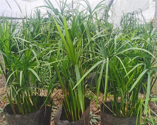 旱伞草是否为水生植物？——解读旱伞草的生态特征与适应性