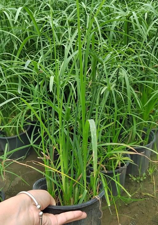 旱伞草是否为水生植物？——解读旱伞草的生态特征与适应性
