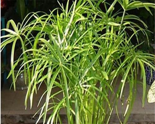 旱伞草是否为水生植物？——解读旱伞草的生态特征与适应性