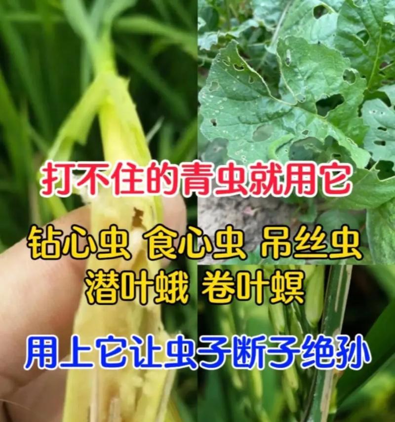 丝瓜钻心虫的防治方法（如何有效防治丝瓜钻心虫的侵害？）