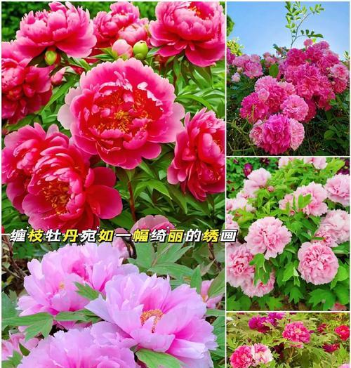 牡丹花冬天会冻死吗？——解析牡丹花冬季生存状况（探寻牡丹花在严寒天气中的适应能力和保护方法）