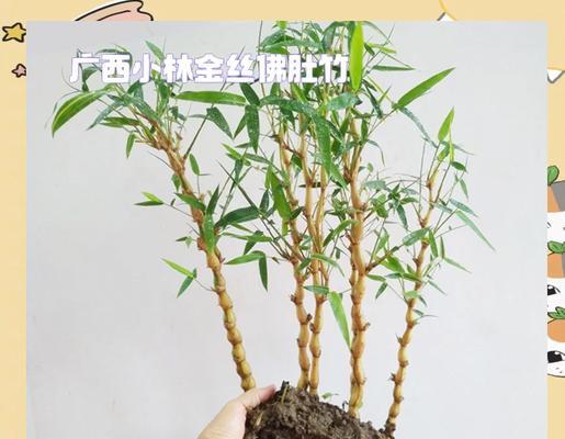 佛肚竹的根系发达吗？（探究佛肚竹根系的特点及其对植株生长的影响）