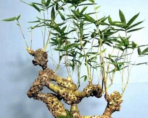 佛肚竹的根系发达吗？（探究佛肚竹根系的特点及其对植株生长的影响）