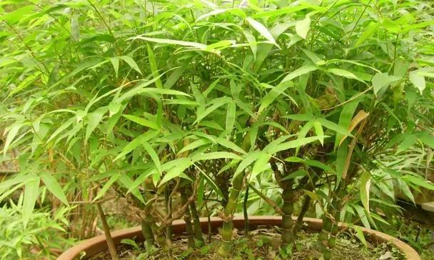 佛肚竹的根系发达吗？（探究佛肚竹根系的特点及其对植株生长的影响）