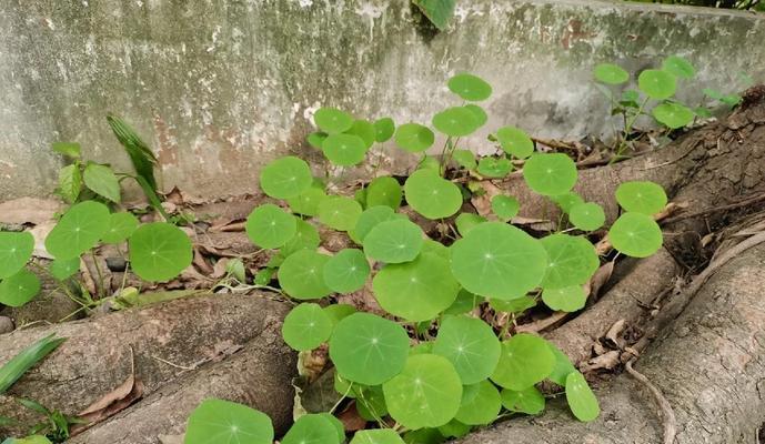 旱金莲的喜水性质（探究旱金莲的生长条件和特点）