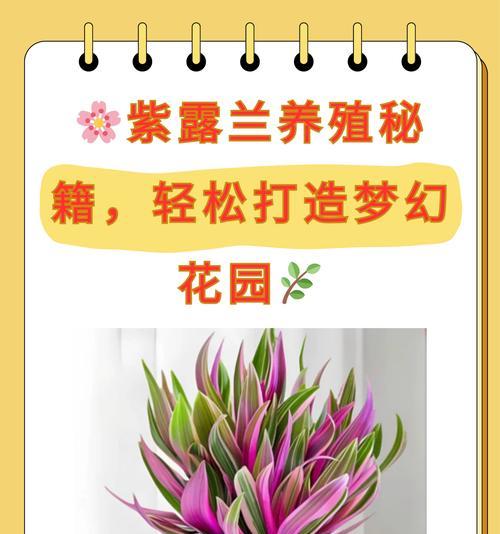 粉掌养殖全攻略（细节决定养殖成败，关注这15点让你的粉掌更加健康）