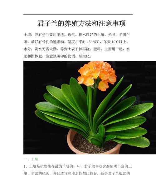 粉掌养殖全攻略（细节决定养殖成败，关注这15点让你的粉掌更加健康）