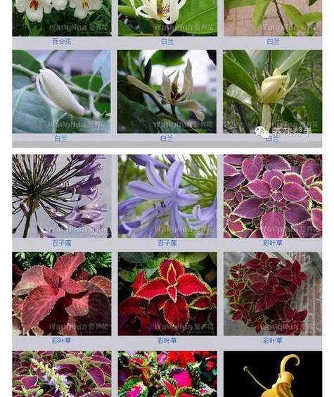 芥菜的最佳播种时间（种植芥菜的技巧和注意事项）