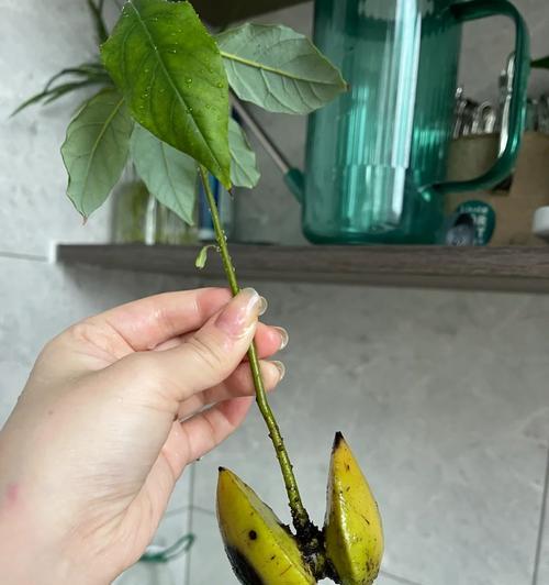 牛油果树能否在严寒冬季存活？（牛油果树的耐寒性、冬季防护措施、冻害原因分析）