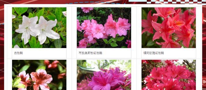 杜鹃花的繁殖方法和时间详解（一起来了解杜鹃花的繁殖技巧吧！）