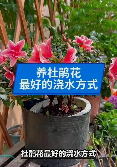 杜鹃花的繁殖方法和时间详解（一起来了解杜鹃花的繁殖技巧吧！）