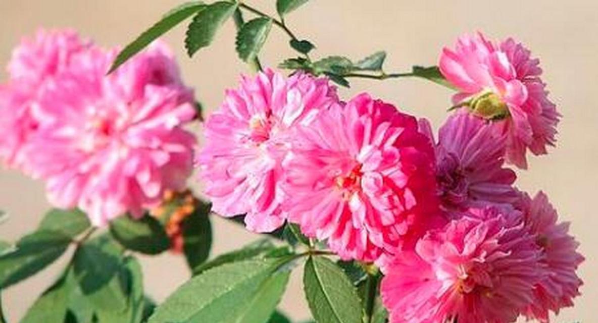 “甜蜜马车”一年开几次花？（一年开几次“甜蜜马车”？探究花季，预测开花期）