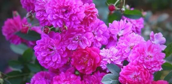 “甜蜜马车”一年开几次花？（一年开几次“甜蜜马车”？探究花季，预测开花期）