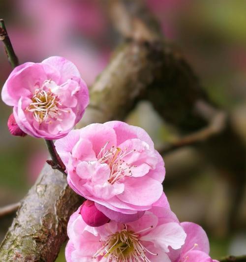 梅花开花时间及魅力（探访梅花开放的时间和美丽景色）