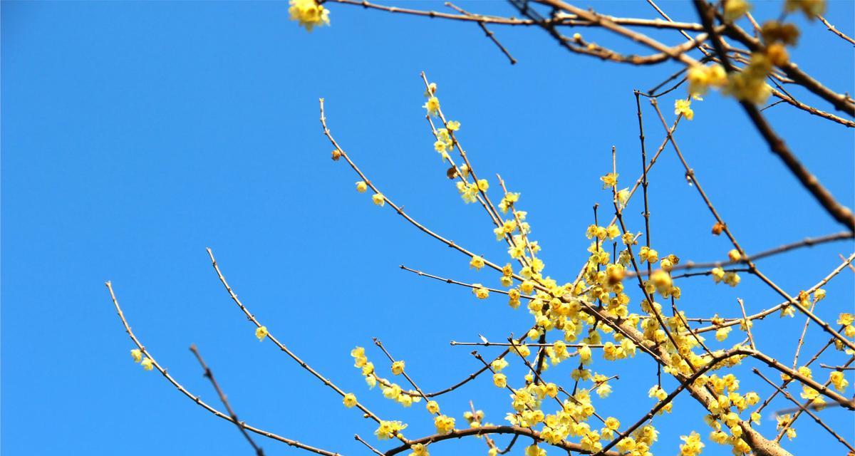 梅花开花时间及魅力（探访梅花开放的时间和美丽景色）