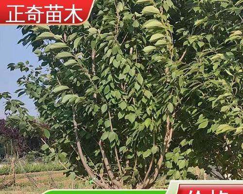 合欢树的耐寒温度（探究合欢树在低温环境中的适应能力及其应用价值）