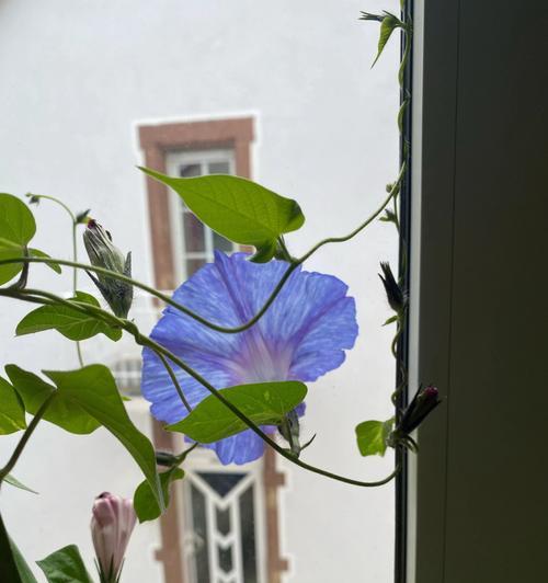 牵牛花的雨水之美（牵牛花能否在雨中怒放？）