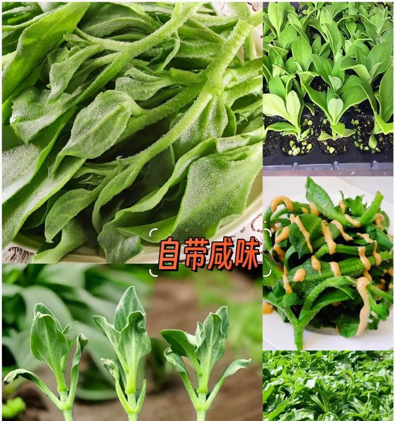 冰菜的种植及适宜季节（冰菜是何种植物、如何种植及何时种植最为适宜）