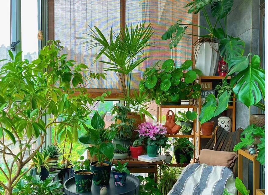 卧室养扶桑花是否有害？（探讨扶桑花在卧室中的健康效应与风险）