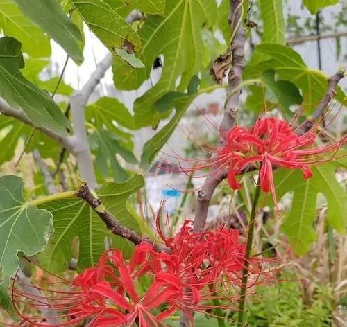卧室养扶桑花是否有害？（探讨扶桑花在卧室中的健康效应与风险）