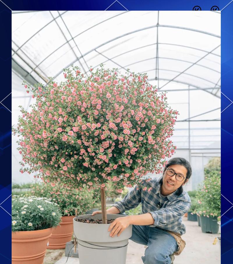 小木槿的养殖方法和注意事项（打造花园绚烂多彩，小木槿养殖攻略）